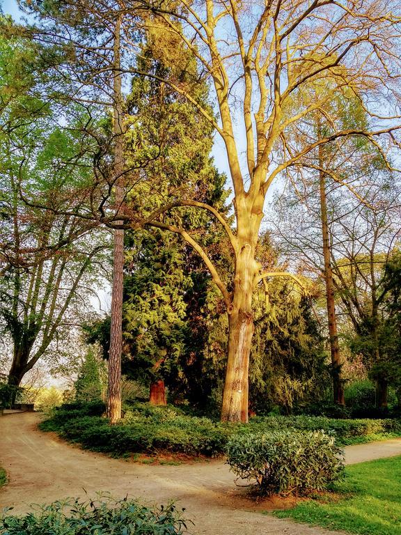 Hotel Eden Am Kurpark Bonn Ngoại thất bức ảnh